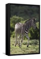 African Zebras 087-Bob Langrish-Framed Stretched Canvas