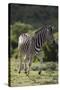 African Zebras 087-Bob Langrish-Stretched Canvas