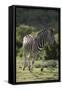 African Zebras 087-Bob Langrish-Framed Stretched Canvas