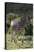 African Zebras 087-Bob Langrish-Stretched Canvas