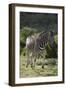 African Zebras 087-Bob Langrish-Framed Photographic Print