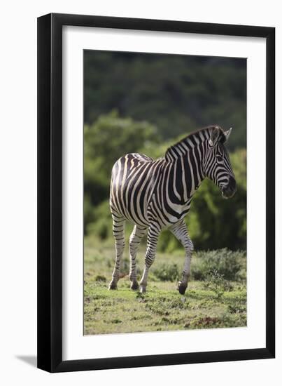 African Zebras 087-Bob Langrish-Framed Photographic Print