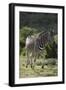 African Zebras 087-Bob Langrish-Framed Photographic Print