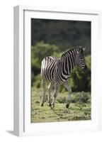 African Zebras 087-Bob Langrish-Framed Photographic Print