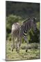 African Zebras 087-Bob Langrish-Mounted Photographic Print