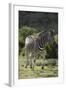 African Zebras 087-Bob Langrish-Framed Photographic Print