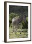 African Zebras 087-Bob Langrish-Framed Photographic Print