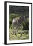 African Zebras 087-Bob Langrish-Framed Photographic Print