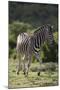 African Zebras 087-Bob Langrish-Mounted Photographic Print