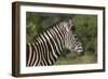 African Zebras 091-Bob Langrish-Framed Photographic Print