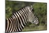 African Zebras 091-Bob Langrish-Mounted Photographic Print