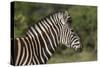 African Zebras 091-Bob Langrish-Stretched Canvas