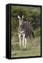 African Zebras 092-Bob Langrish-Framed Stretched Canvas