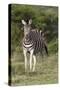 African Zebras 092-Bob Langrish-Stretched Canvas