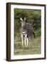 African Zebras 092-Bob Langrish-Framed Photographic Print