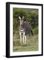 African Zebras 092-Bob Langrish-Framed Photographic Print