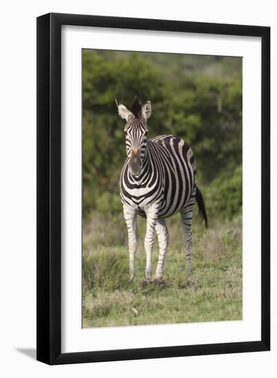 African Zebras 092-Bob Langrish-Framed Photographic Print