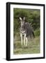 African Zebras 092-Bob Langrish-Framed Photographic Print