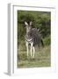 African Zebras 092-Bob Langrish-Framed Photographic Print