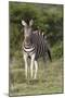 African Zebras 092-Bob Langrish-Mounted Photographic Print