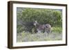 African Zebras 095-Bob Langrish-Framed Photographic Print