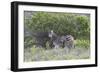 African Zebras 095-Bob Langrish-Framed Photographic Print