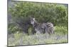 African Zebras 095-Bob Langrish-Mounted Photographic Print