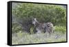 African Zebras 095-Bob Langrish-Framed Stretched Canvas