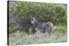 African Zebras 095-Bob Langrish-Stretched Canvas