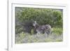 African Zebras 095-Bob Langrish-Framed Photographic Print