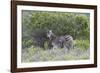 African Zebras 095-Bob Langrish-Framed Photographic Print