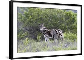 African Zebras 095-Bob Langrish-Framed Photographic Print