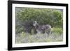 African Zebras 095-Bob Langrish-Framed Photographic Print