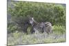 African Zebras 095-Bob Langrish-Mounted Photographic Print