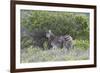 African Zebras 095-Bob Langrish-Framed Photographic Print