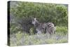 African Zebras 095-Bob Langrish-Stretched Canvas