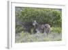 African Zebras 095-Bob Langrish-Framed Photographic Print