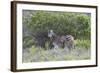 African Zebras 095-Bob Langrish-Framed Photographic Print