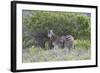 African Zebras 095-Bob Langrish-Framed Photographic Print