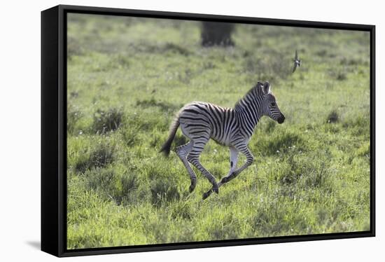 African Zebras 100-Bob Langrish-Framed Stretched Canvas