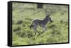 African Zebras 100-Bob Langrish-Framed Stretched Canvas