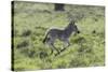 African Zebras 100-Bob Langrish-Stretched Canvas