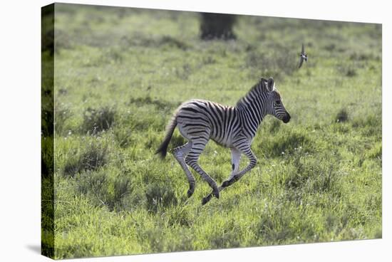 African Zebras 100-Bob Langrish-Stretched Canvas