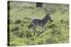 African Zebras 100-Bob Langrish-Stretched Canvas