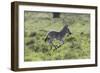 African Zebras 100-Bob Langrish-Framed Photographic Print