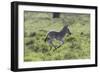 African Zebras 100-Bob Langrish-Framed Photographic Print