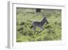 African Zebras 100-Bob Langrish-Framed Photographic Print