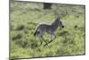 African Zebras 100-Bob Langrish-Mounted Photographic Print