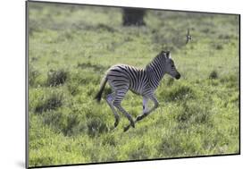 African Zebras 100-Bob Langrish-Mounted Photographic Print