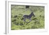 African Zebras 100-Bob Langrish-Framed Photographic Print